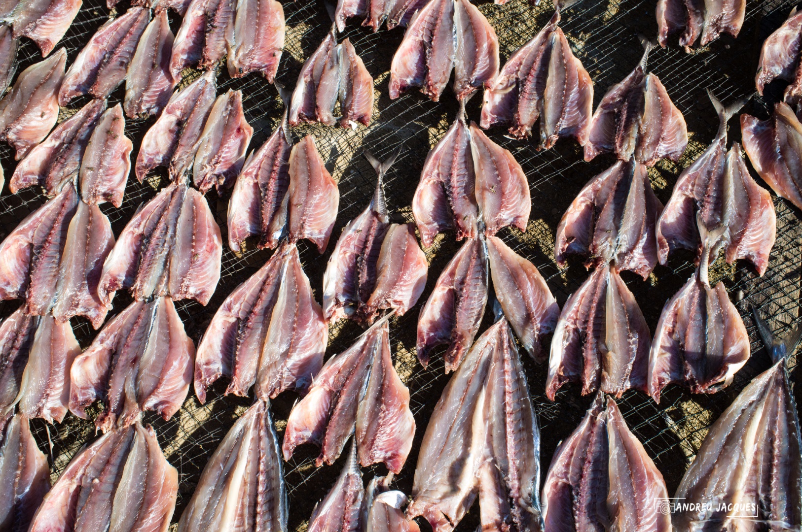 birmanie-243 (Grand).jpg